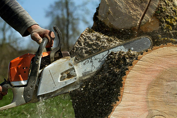 Best Fruit Tree Pruning  in Clearwater, SC